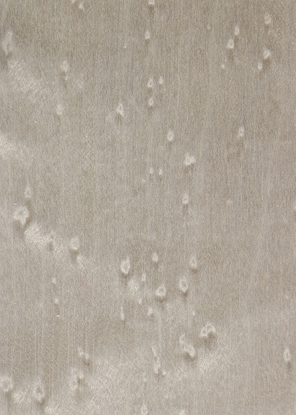 H8641AG 楓木雀眼